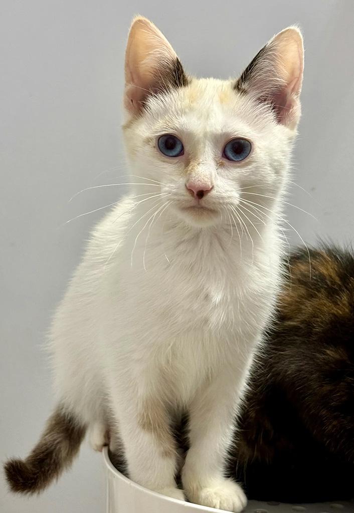 Enlarge Pending-Wampa, a Adoptable Domestic Short Hair in Bowie, MD image 4/6