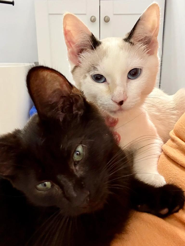 Enlarge Pending-Wampa, a Adoptable Domestic Short Hair in Bowie, MD image 6/6