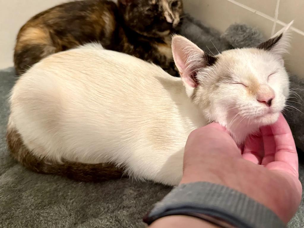 Enlarge Pending-Wampa, a Adoptable Domestic Short Hair in Bowie, MD image 2/6