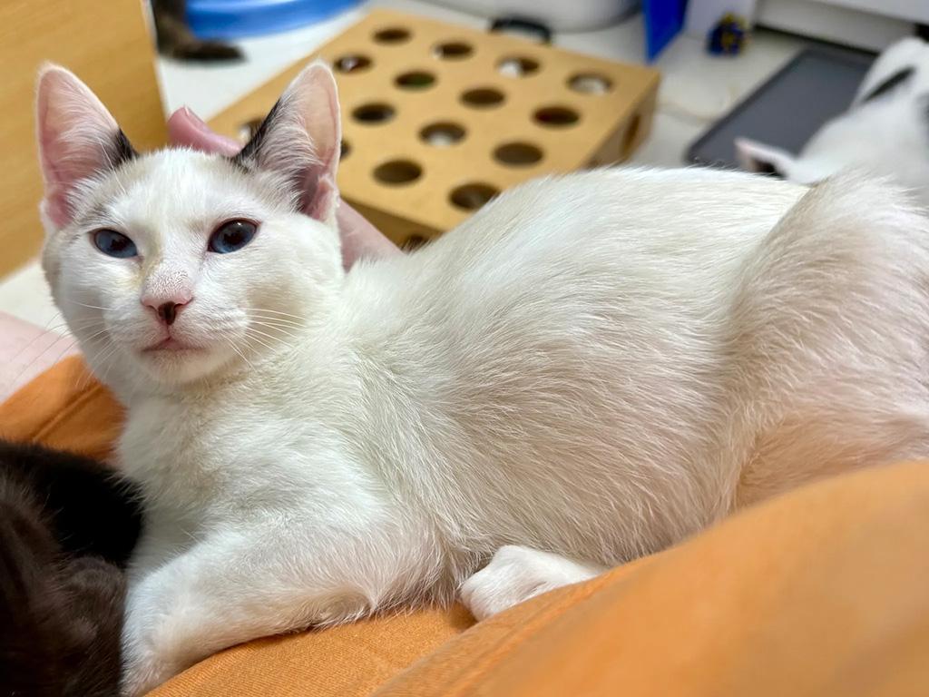 Enlarge Pending-Wampa, a Adoptable Domestic Short Hair in Bowie, MD image 3/6