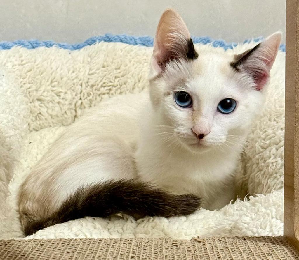 Pending-Wampa, Adoptable, Kitten Female Domestic Short Hair.
