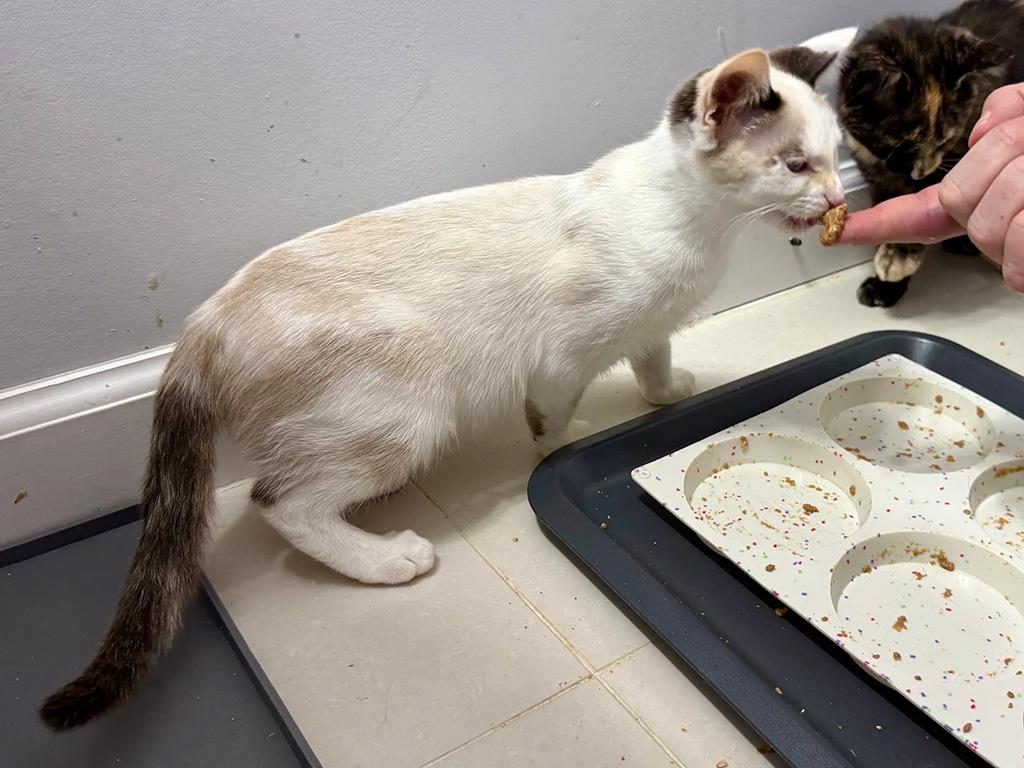 Enlarge Pending-Wampa, a Adoptable Domestic Short Hair in Bowie, MD image 5/6