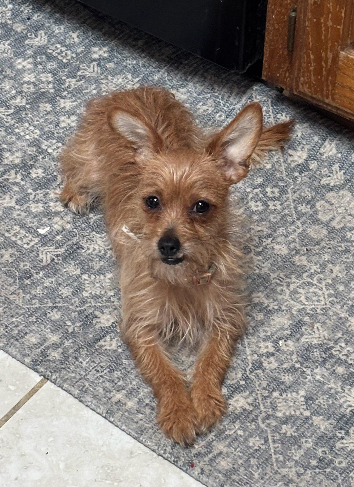 Ducky, adopted, Adult Female Chihuahua.