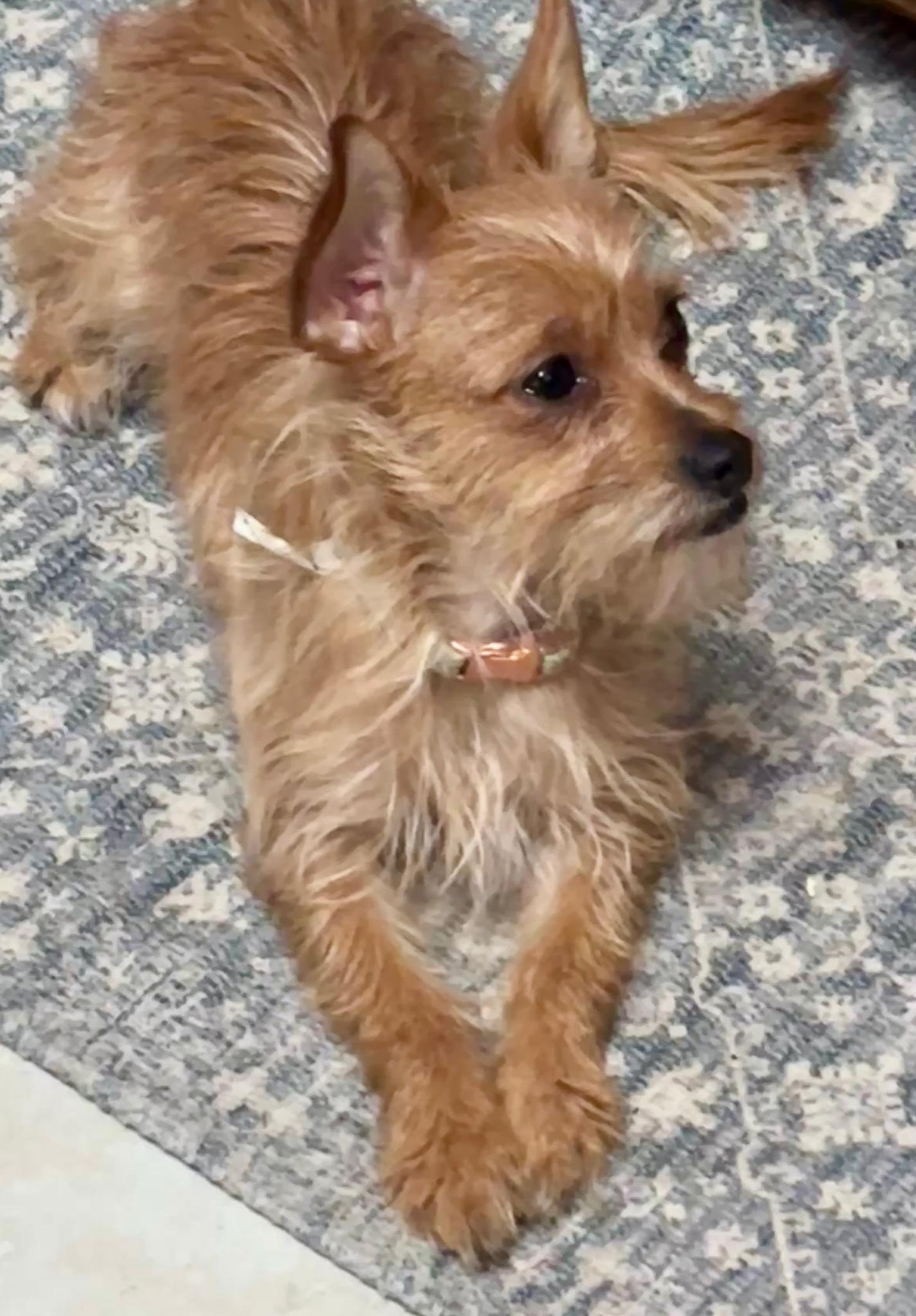 Enlarge Ducky, an adopted Chihuahua in Garland, TX image 2/3