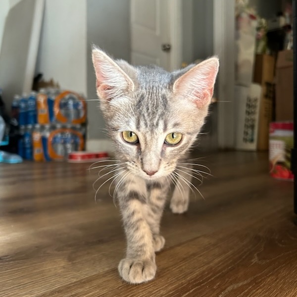 Totti, a Adoptable mixed breed in North Hollywood, CA image 1/3