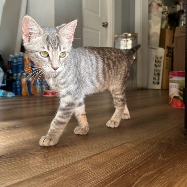 Totti, a Adoptable mixed breed in North Hollywood, CA image 2/3