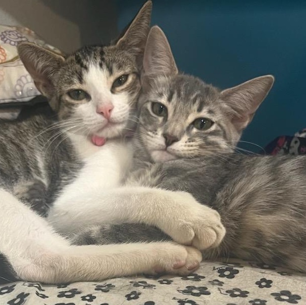 Totti, a Adoptable mixed breed in North Hollywood, CA image 3/3