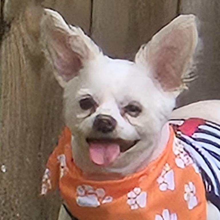 Precious - Courtesy Post, Adoptable, Senior Male Shih Tzu & Mixed Breed.
