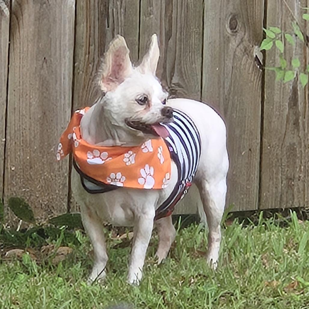 Enlarge Precious - Courtesy Post, a Adoptable mixed breed in Gulfport, MS image 2/3