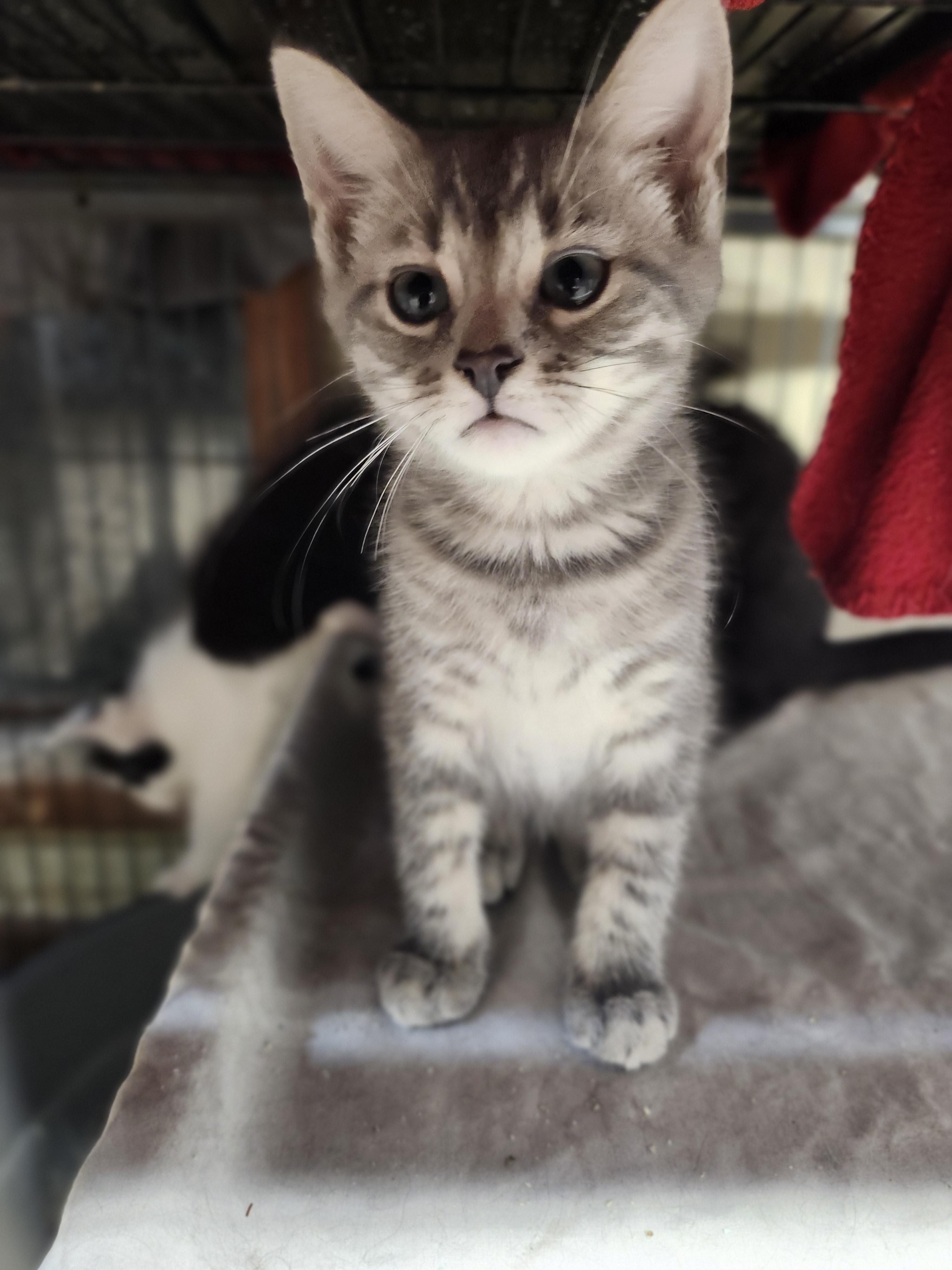 Choco taco, an adopted Domestic Short Hair in Cosby, TN image 2/3