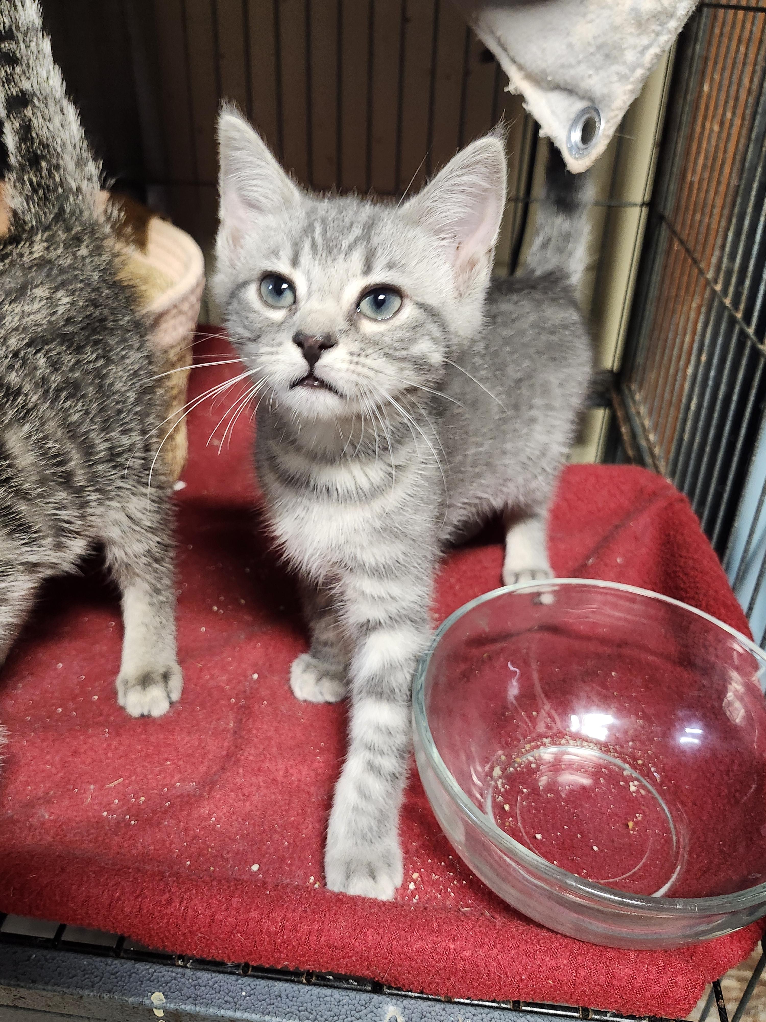 Choco taco, an adopted Domestic Short Hair in Cosby, TN image 3/3