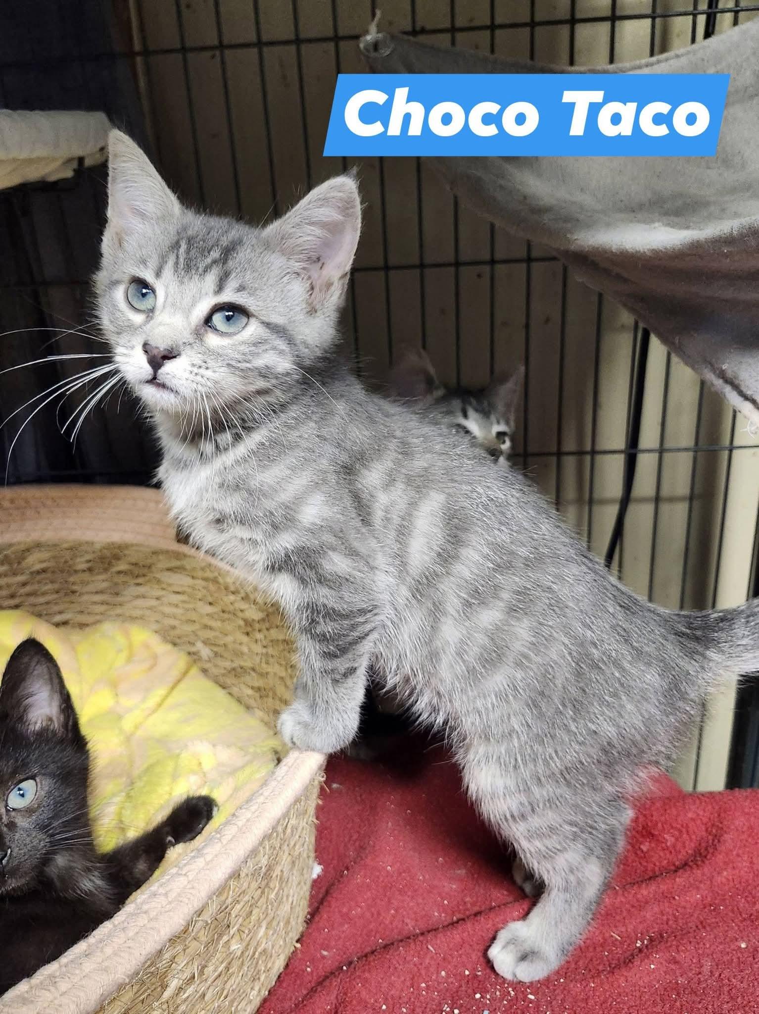 Choco taco, adopted, Kitten Male Domestic Short Hair.