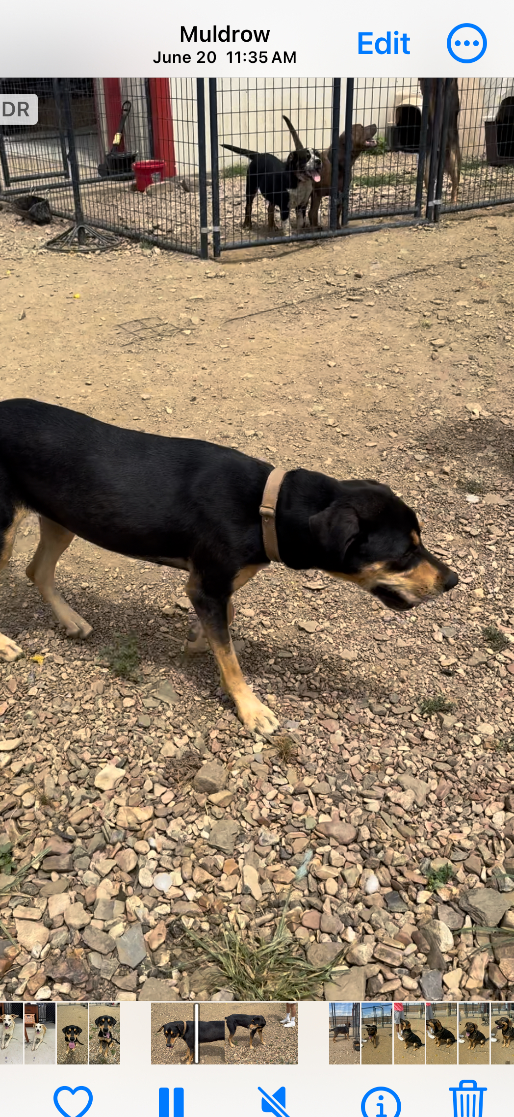 Elizabeth, Adopted, Young Female Rottweiler & Black Labrador Retriever.