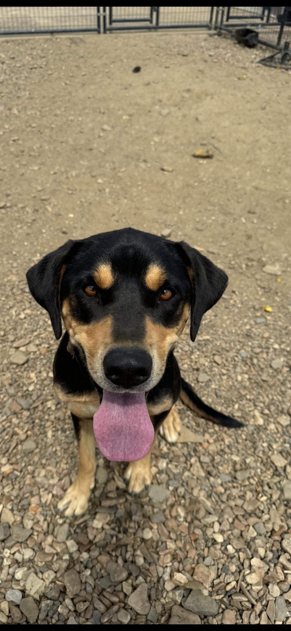 Elizabeth, a Adopted mixed breed in Muldrow, OK image 2/2