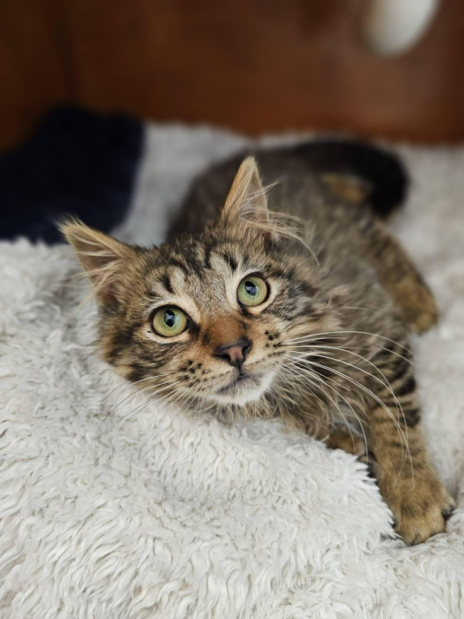 Walnut ( BC), Adopted, Kitten Male Domestic Long Hair & Maine Coon.