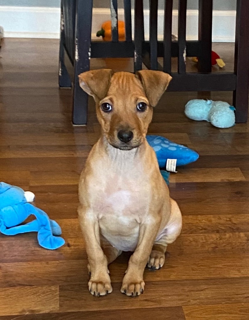 Enlarge Peach, a Adopted mixed breed in Sycamore, IL image 1/2