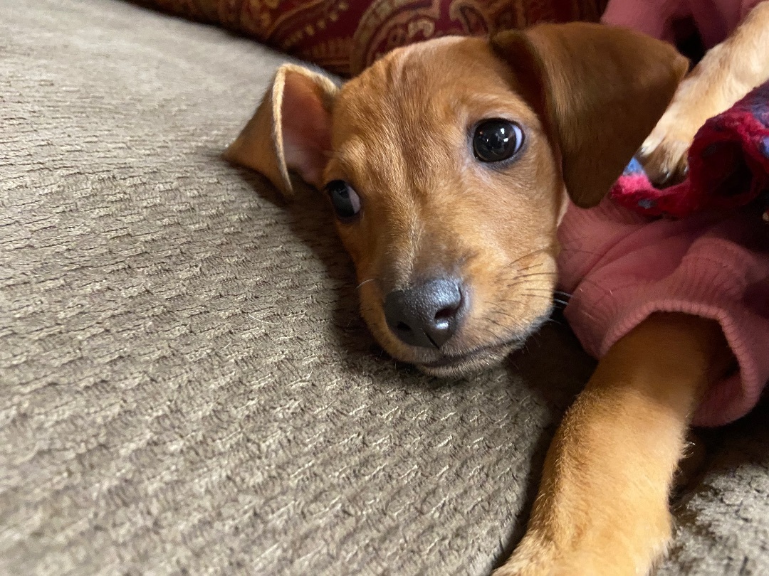 Enlarge Peach, a Adopted mixed breed in Sycamore, IL image 2/2