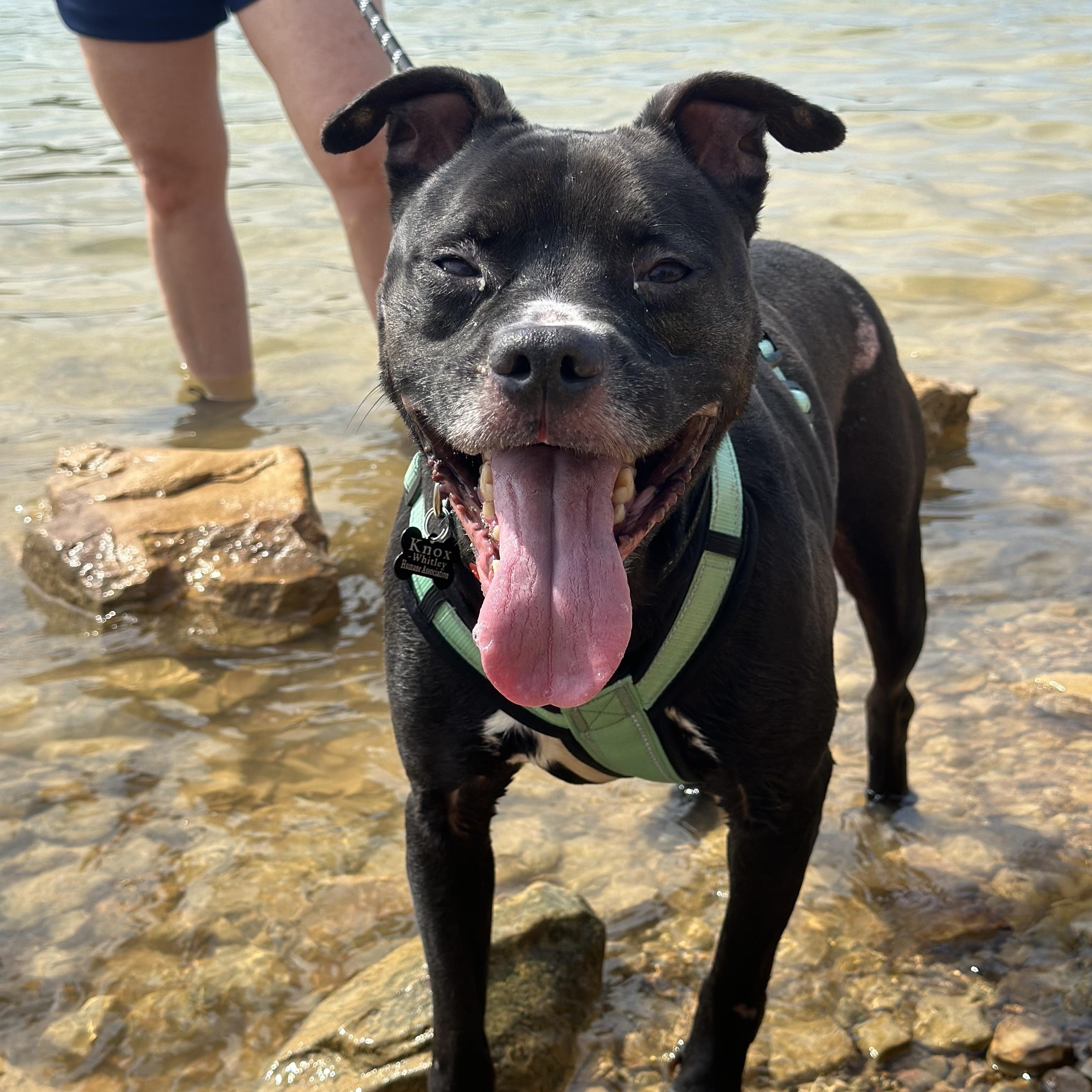 Rabbit, a Adoptable mixed breed in Junction City, KY image 4/5