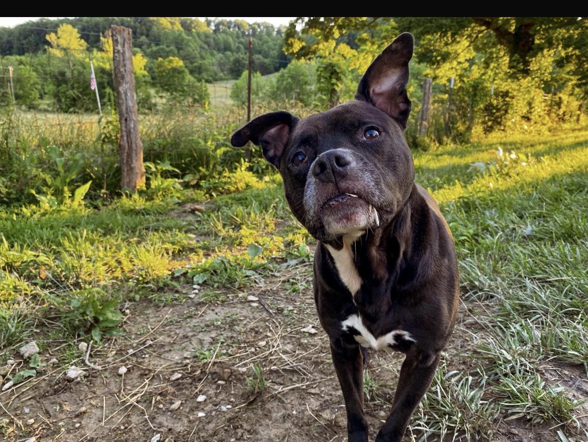 Rabbit, a Adoptable mixed breed in Junction City, KY image 3/5