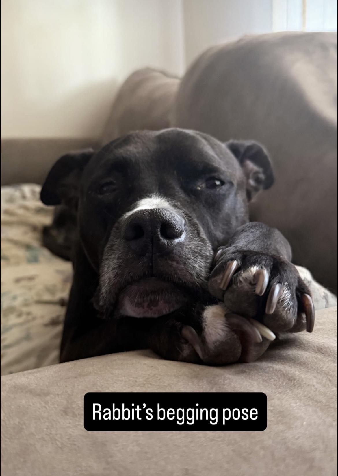 Rabbit, Adoptable, Adult Male American Bully.