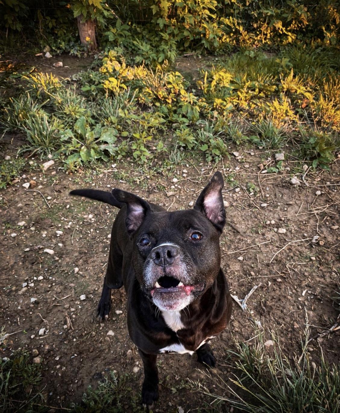 Rabbit, a Adoptable mixed breed in Junction City, KY image 5/5