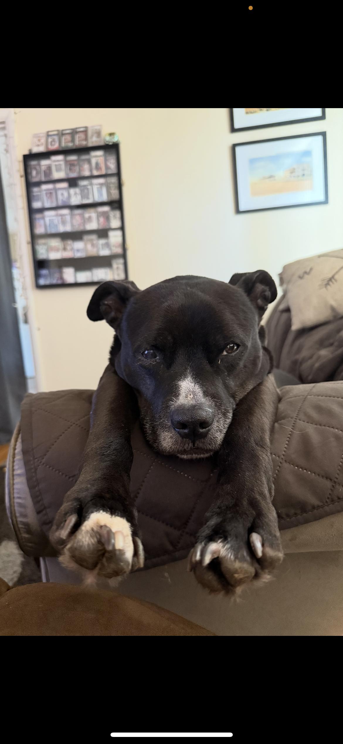 Rabbit, Adoptable, Adult Male American Bully.