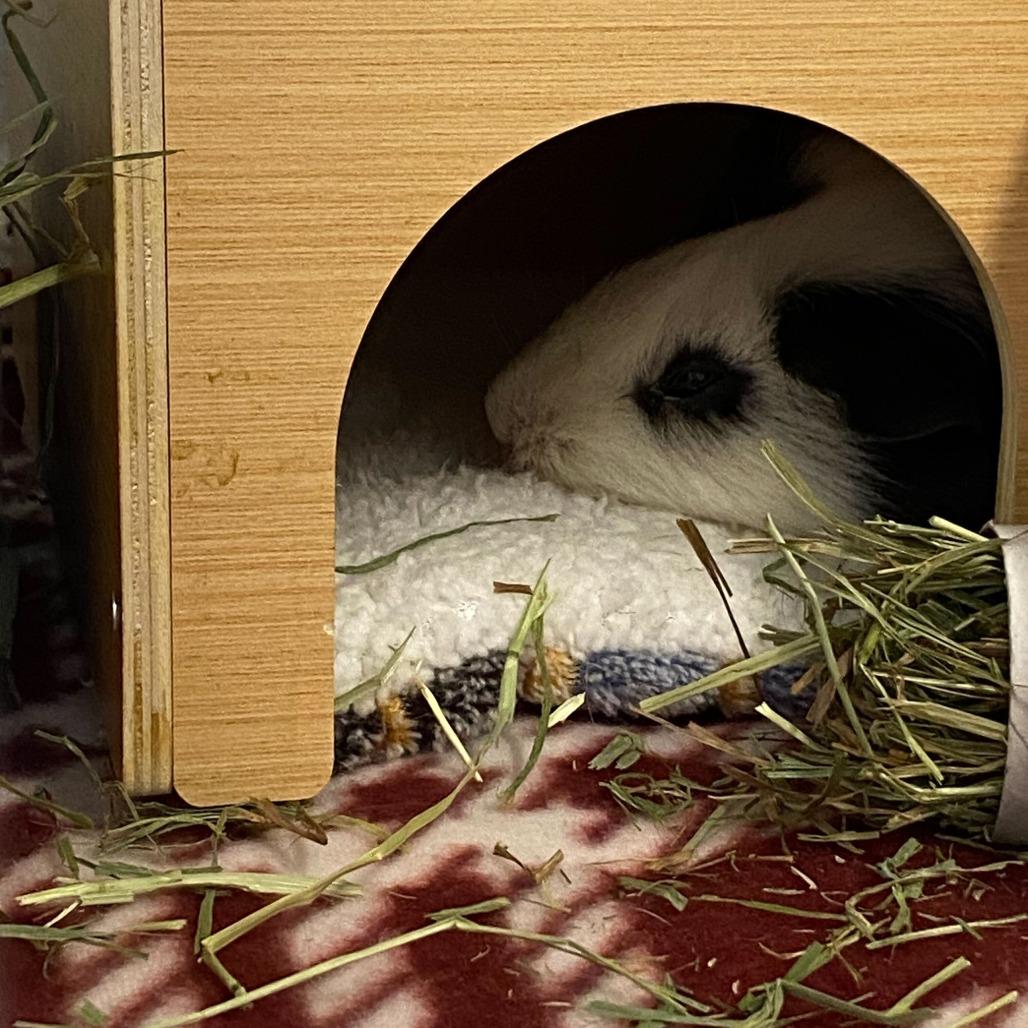 Oreo, Adoptable, Adult Female Guinea Pig.