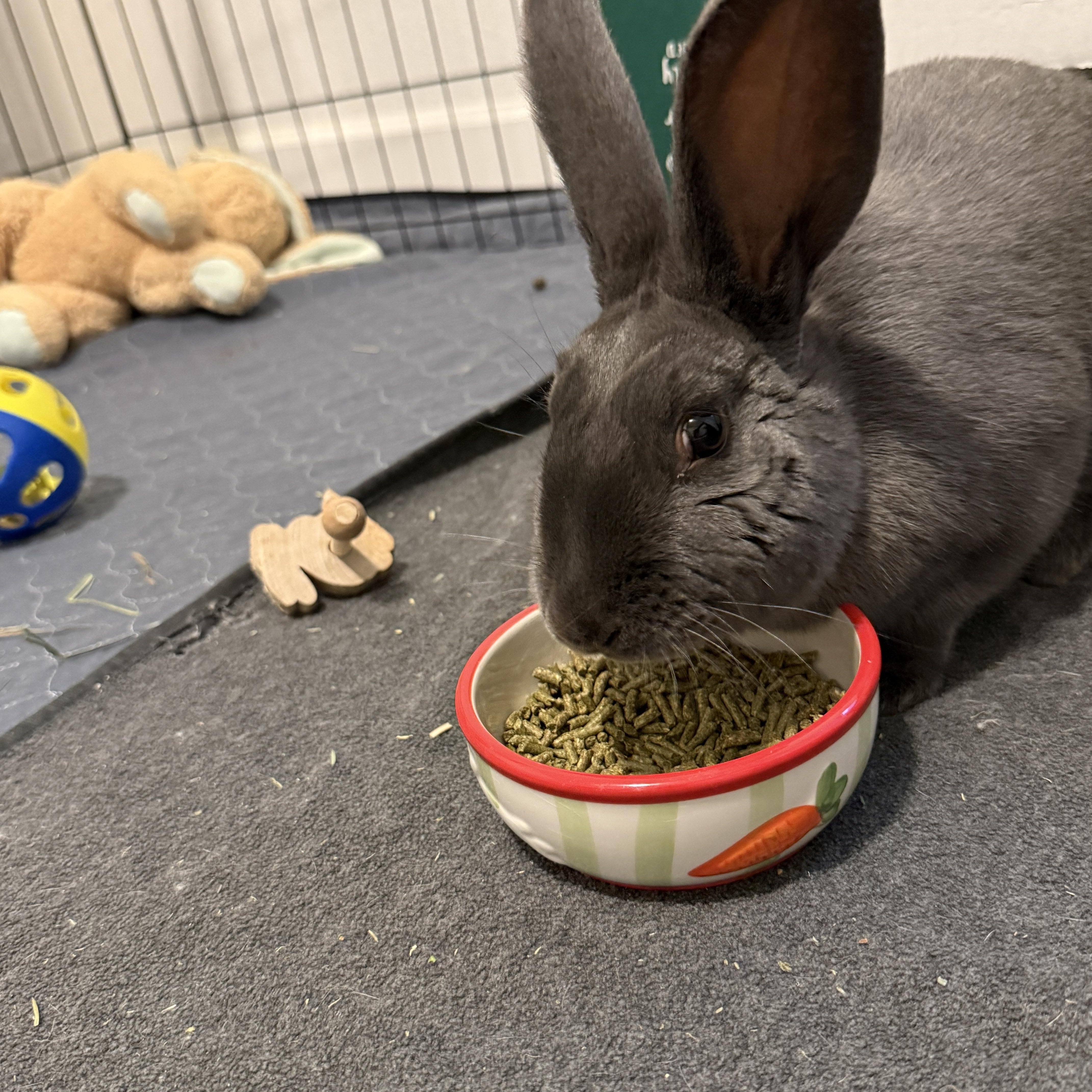 Enlarge Aisling, an adopted mixed breed in Brighton, CO image 3/4