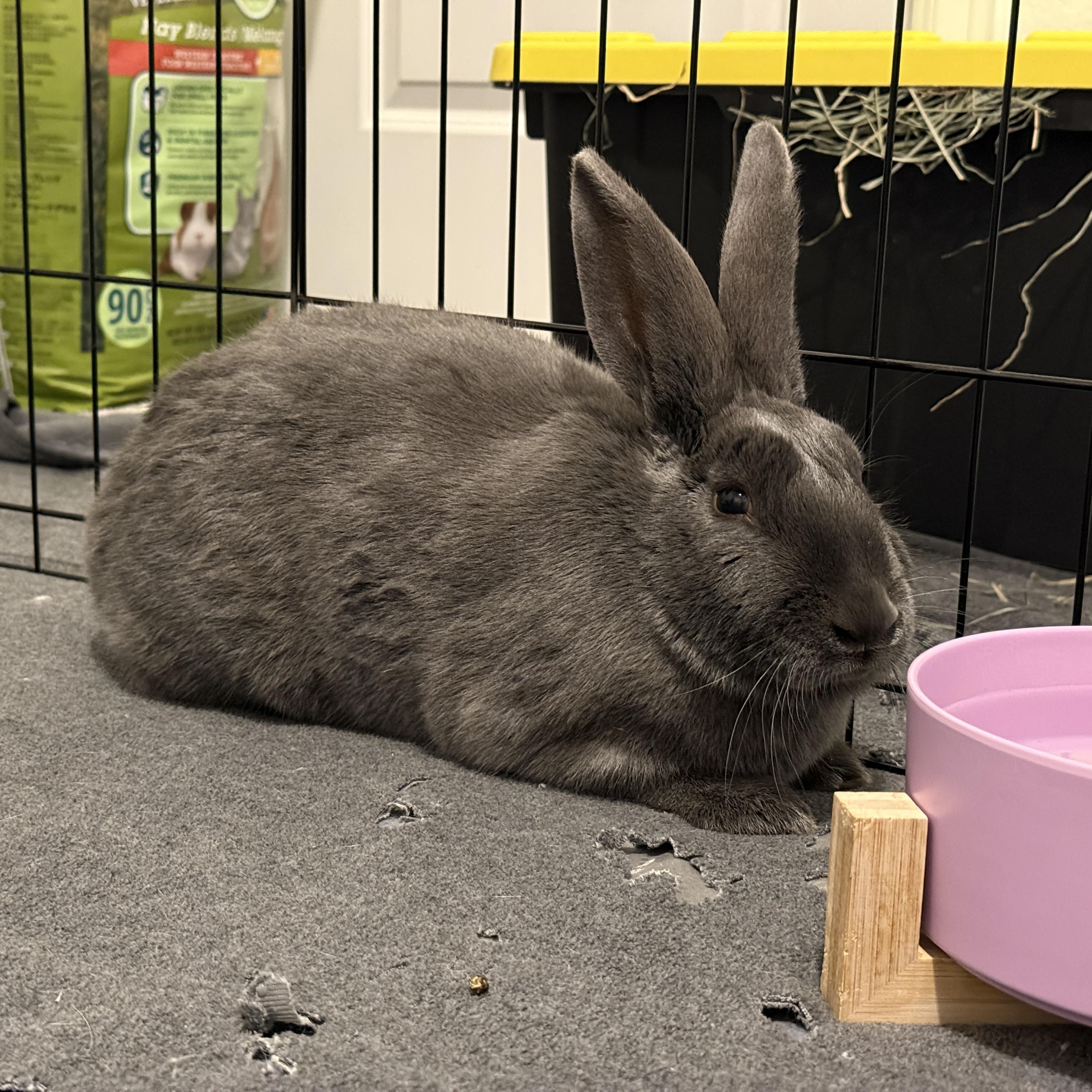 Enlarge Aisling, an adopted mixed breed in Brighton, CO image 2/4