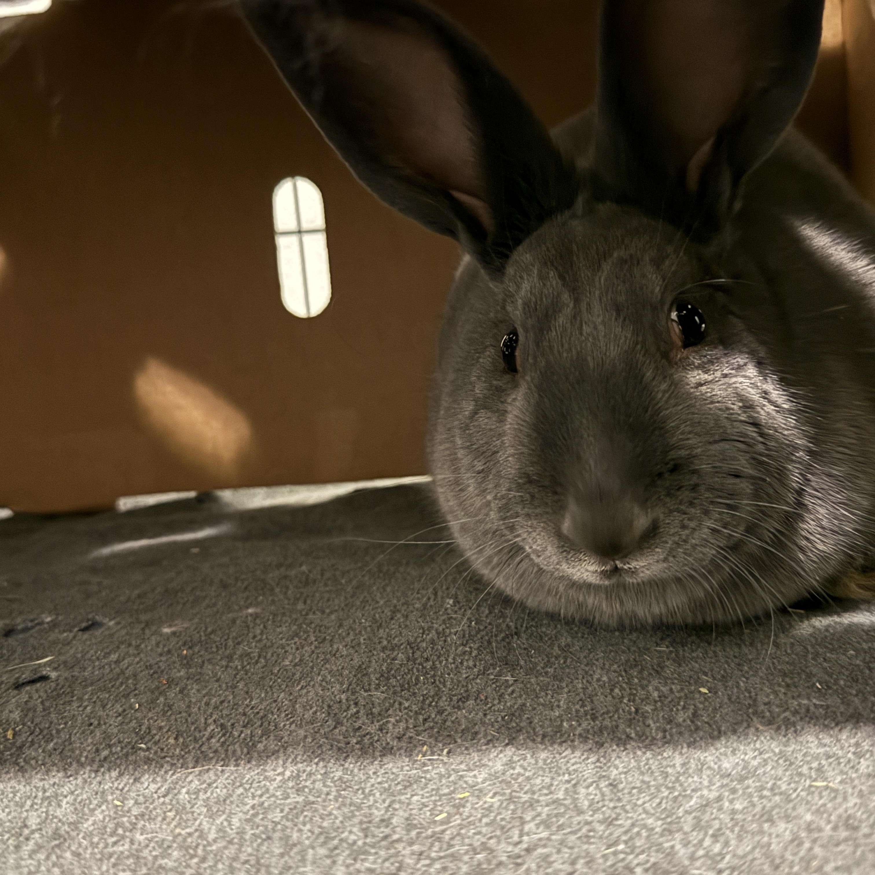 Enlarge Aisling, an adopted mixed breed in Brighton, CO image 1/4