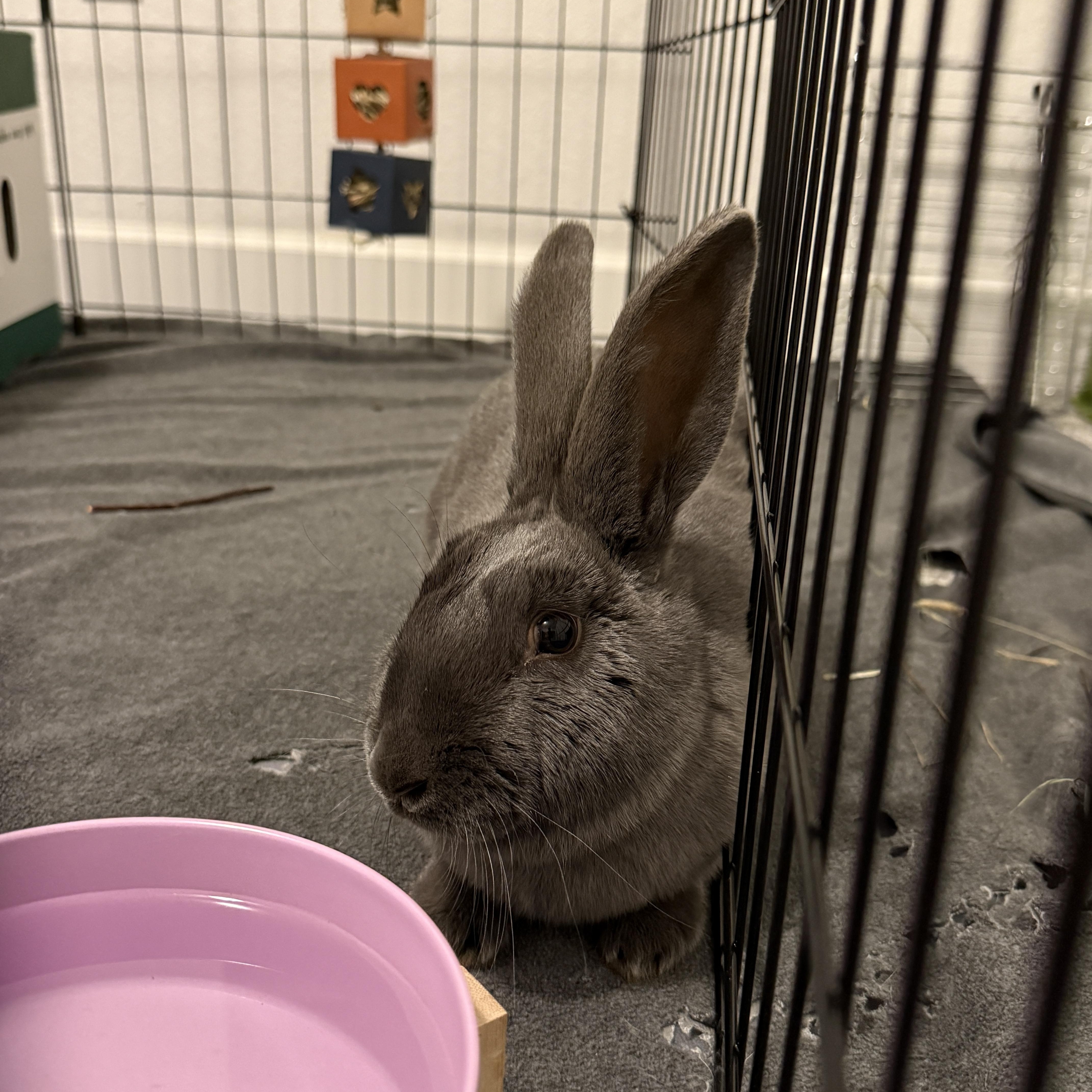 Enlarge Aisling, an adopted mixed breed in Brighton, CO image 4/4