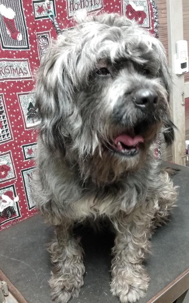 Enlarge Ellie, a ADOPTABLE mixed breed in Lansing, MI image 1/4