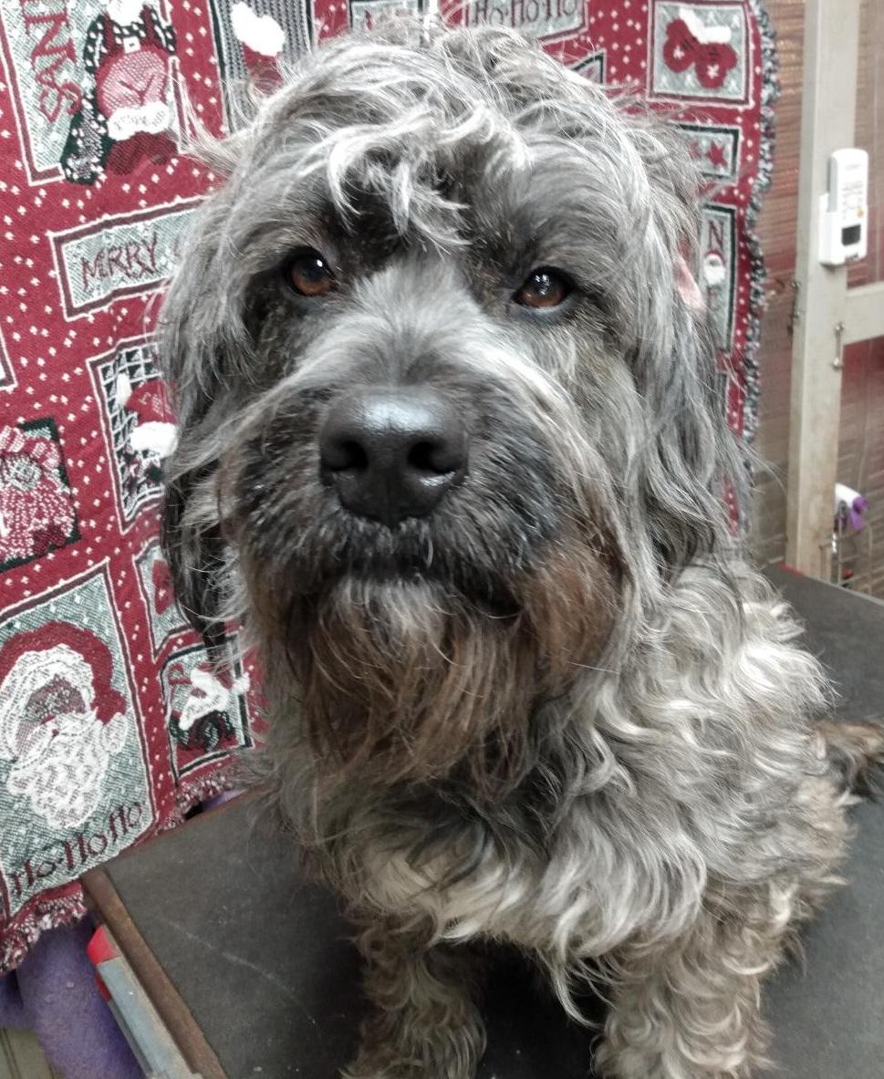 Enlarge Ellie, a ADOPTABLE mixed breed in Lansing, MI image 2/4