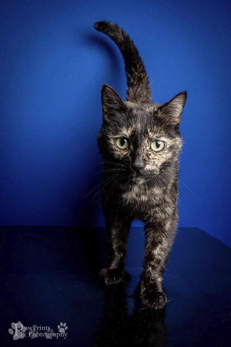 Ivy