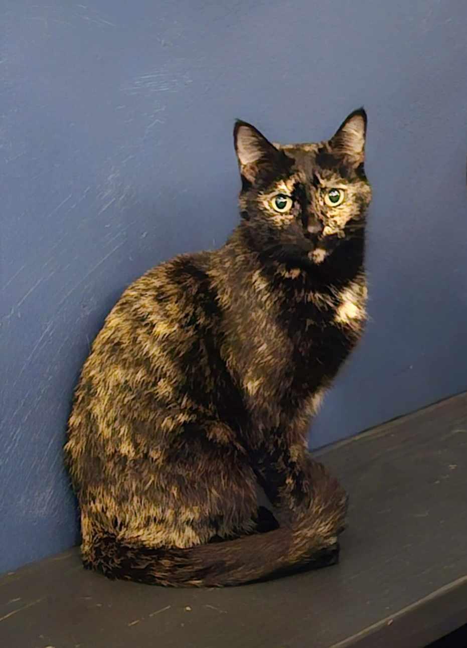 Ivy