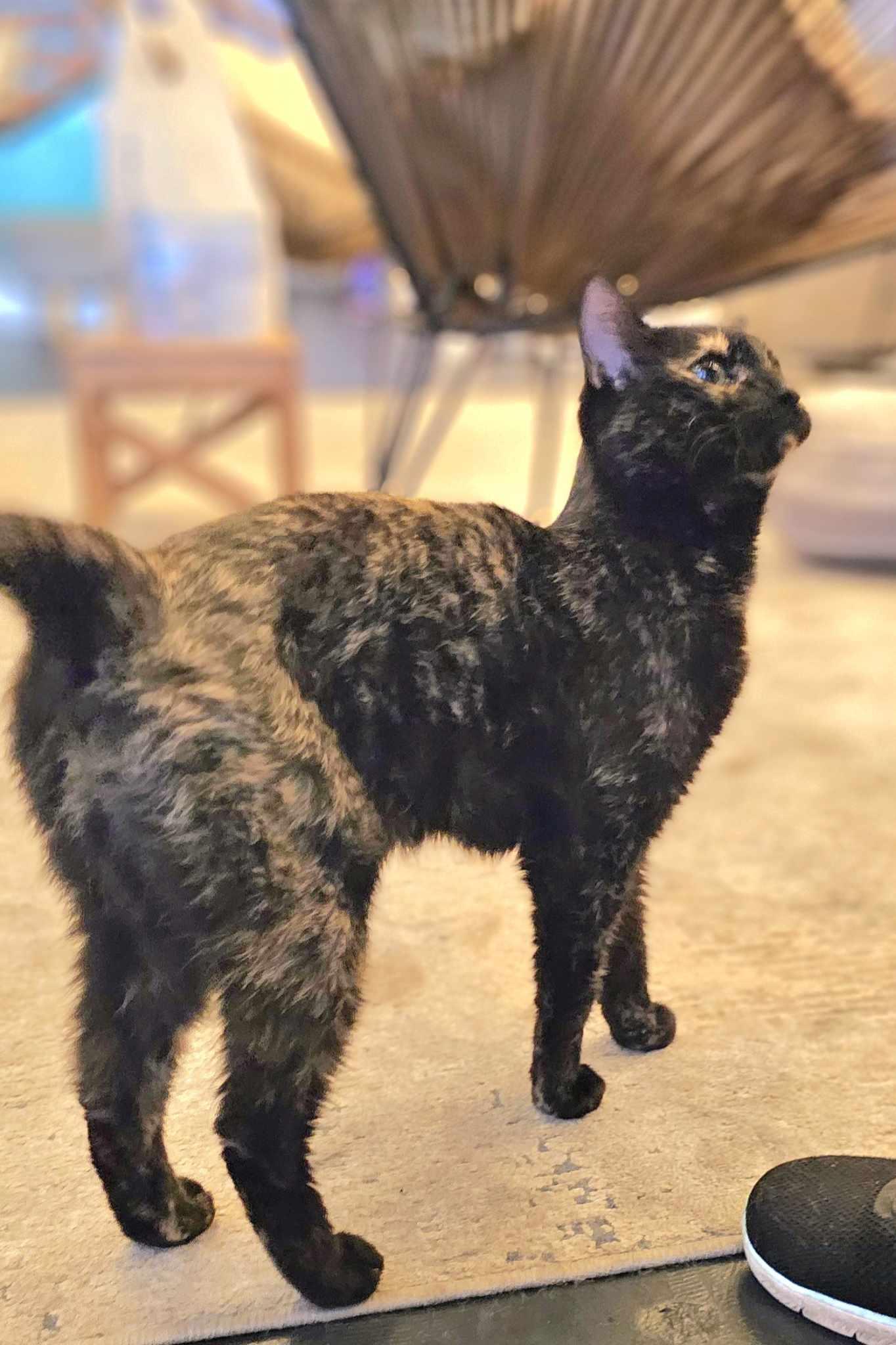 Ivy