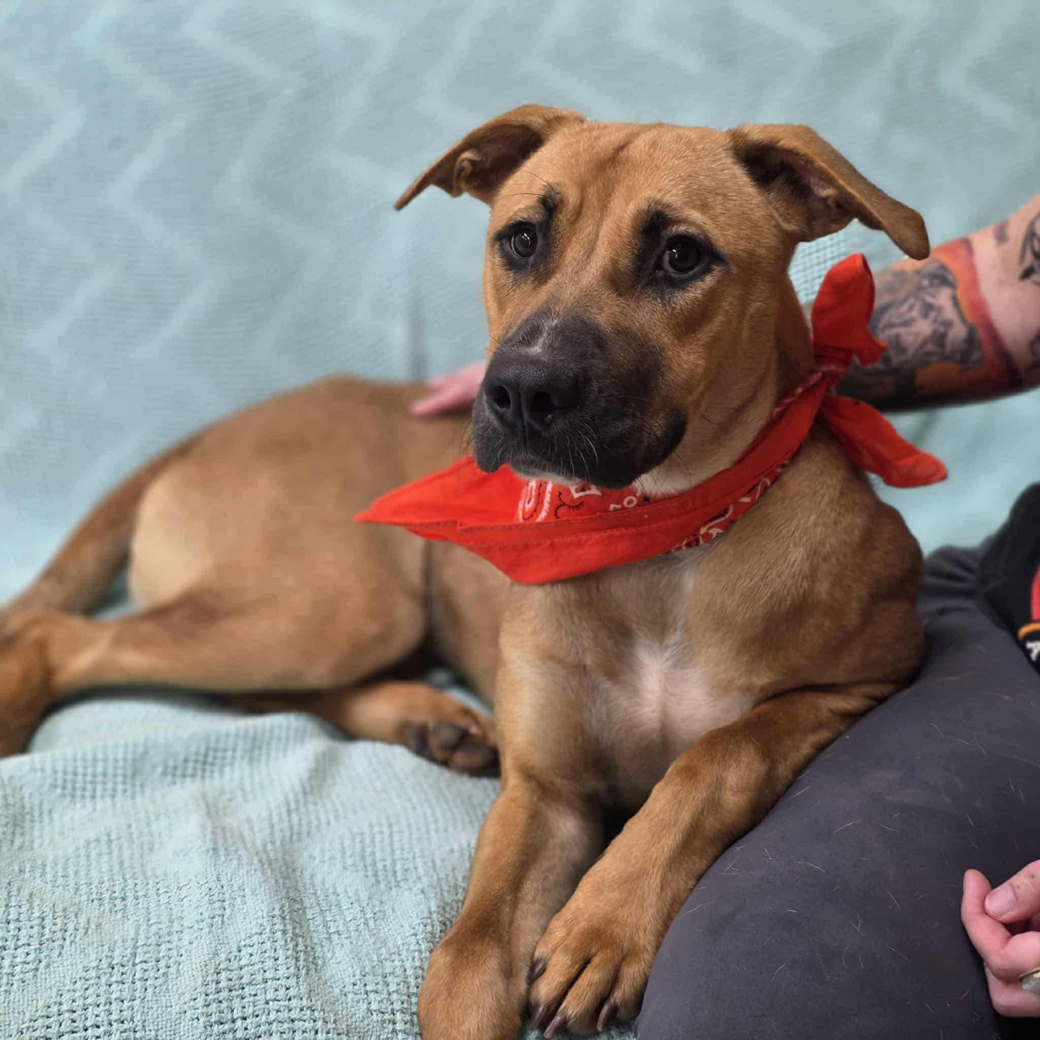 Lisa, Adoptable, Young Female Mixed Breed.