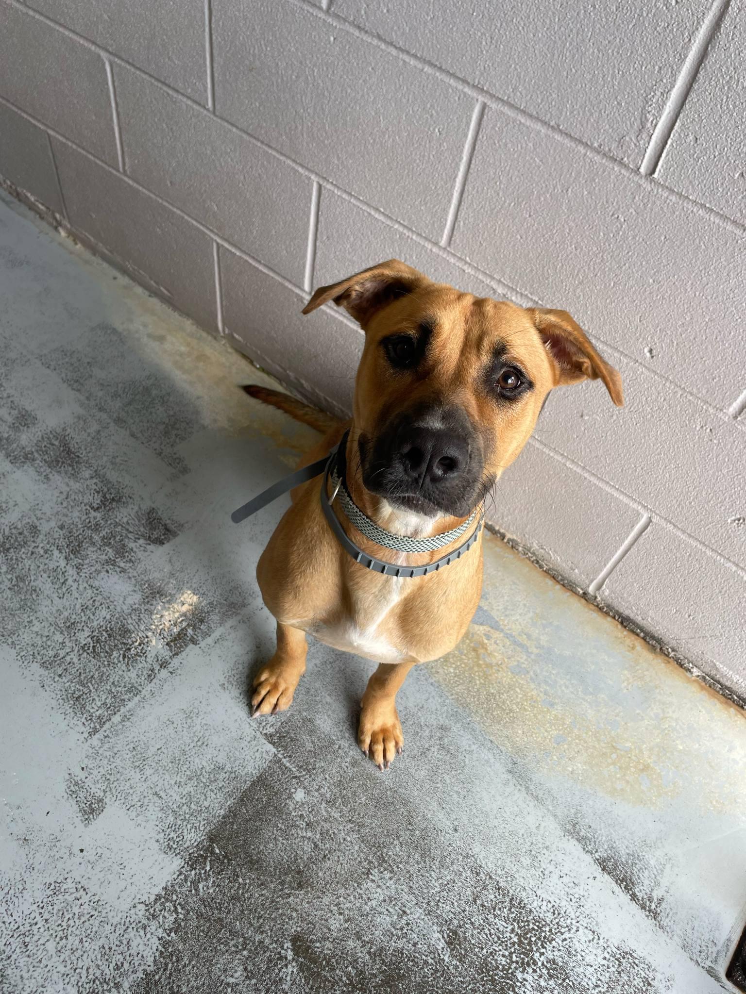 Enlarge Lisa, a Adoptable Mixed Breed in Bishopville, SC image 2/2