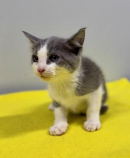 Carnelian at PetSmart in Athens, GA, Adoptable, Kitten Male Domestic Short Hair.