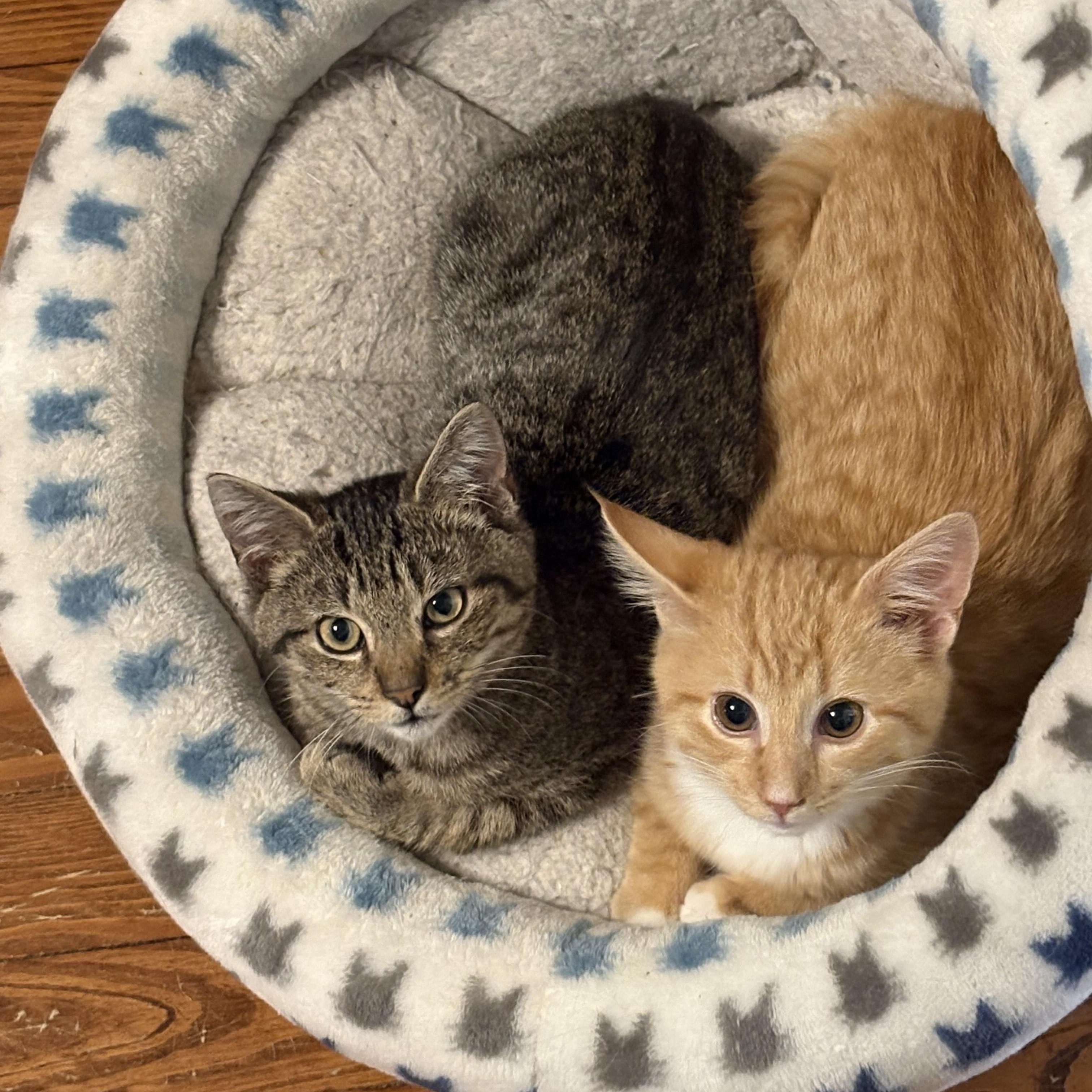 Enlarge Maple, a ADOPTABLE Domestic Short Hair in Sewell, NJ image 4/4