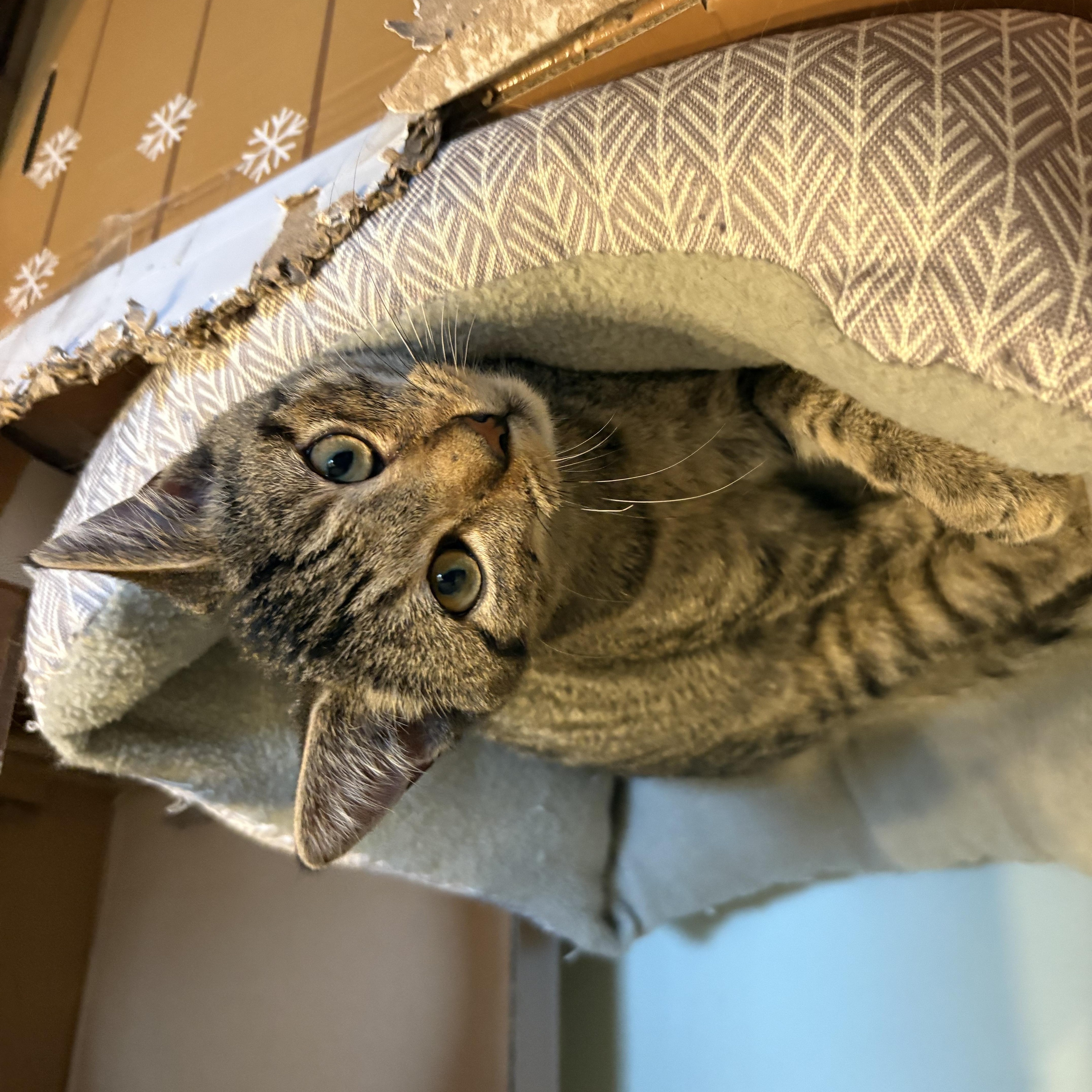 Enlarge Maple, a ADOPTABLE Domestic Short Hair in Sewell, NJ image 3/4