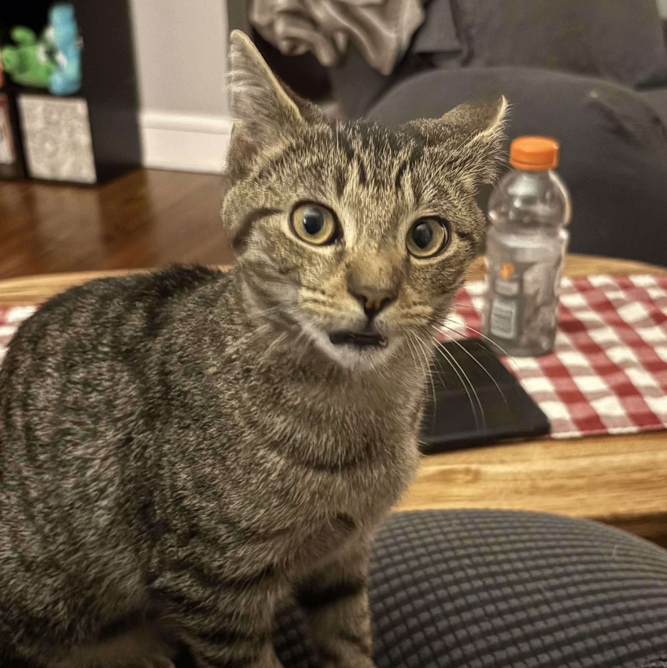 Maple, ADOPTABLE, Kitten Female Domestic Short Hair.