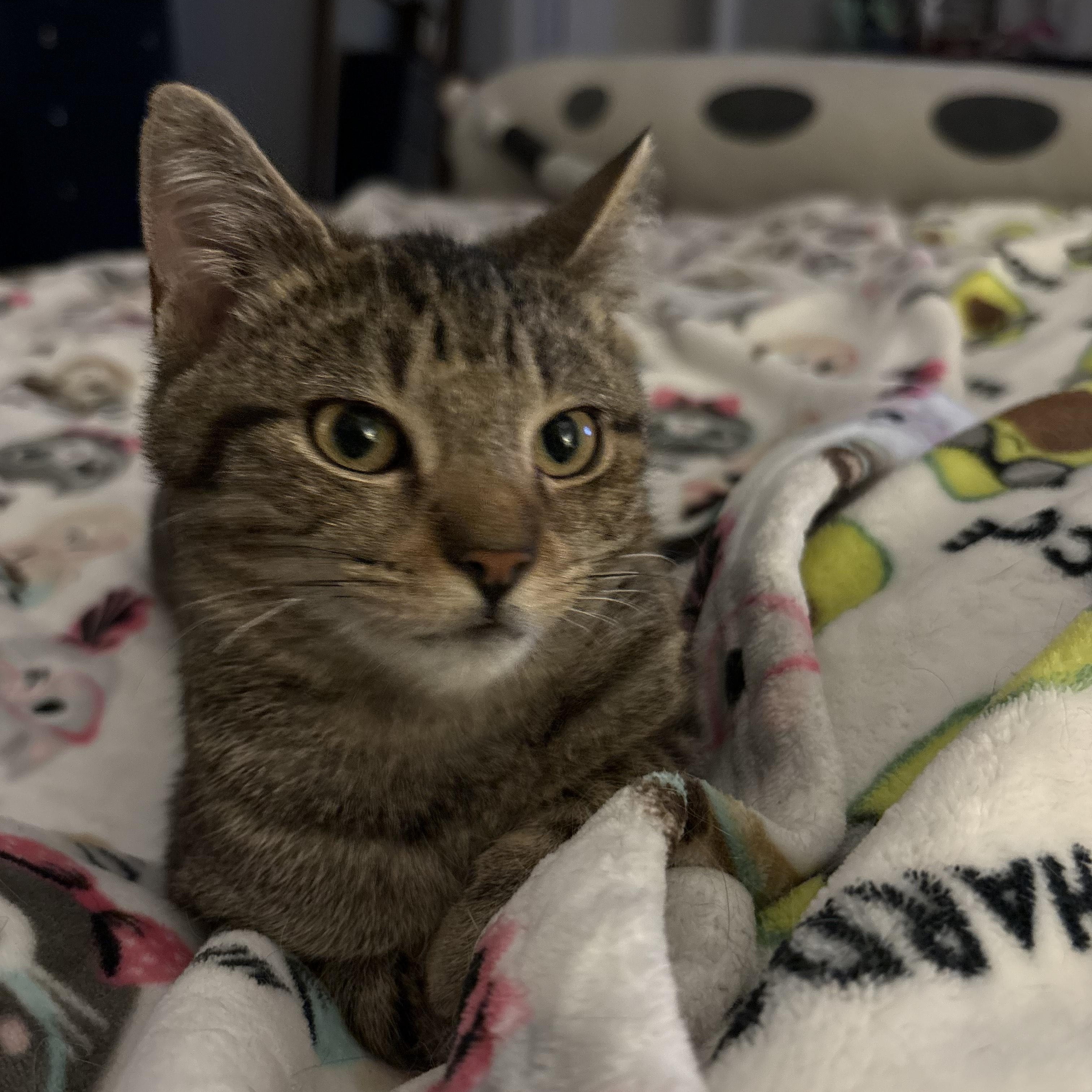 Enlarge Maple, a ADOPTABLE Domestic Short Hair in Sewell, NJ image 2/4