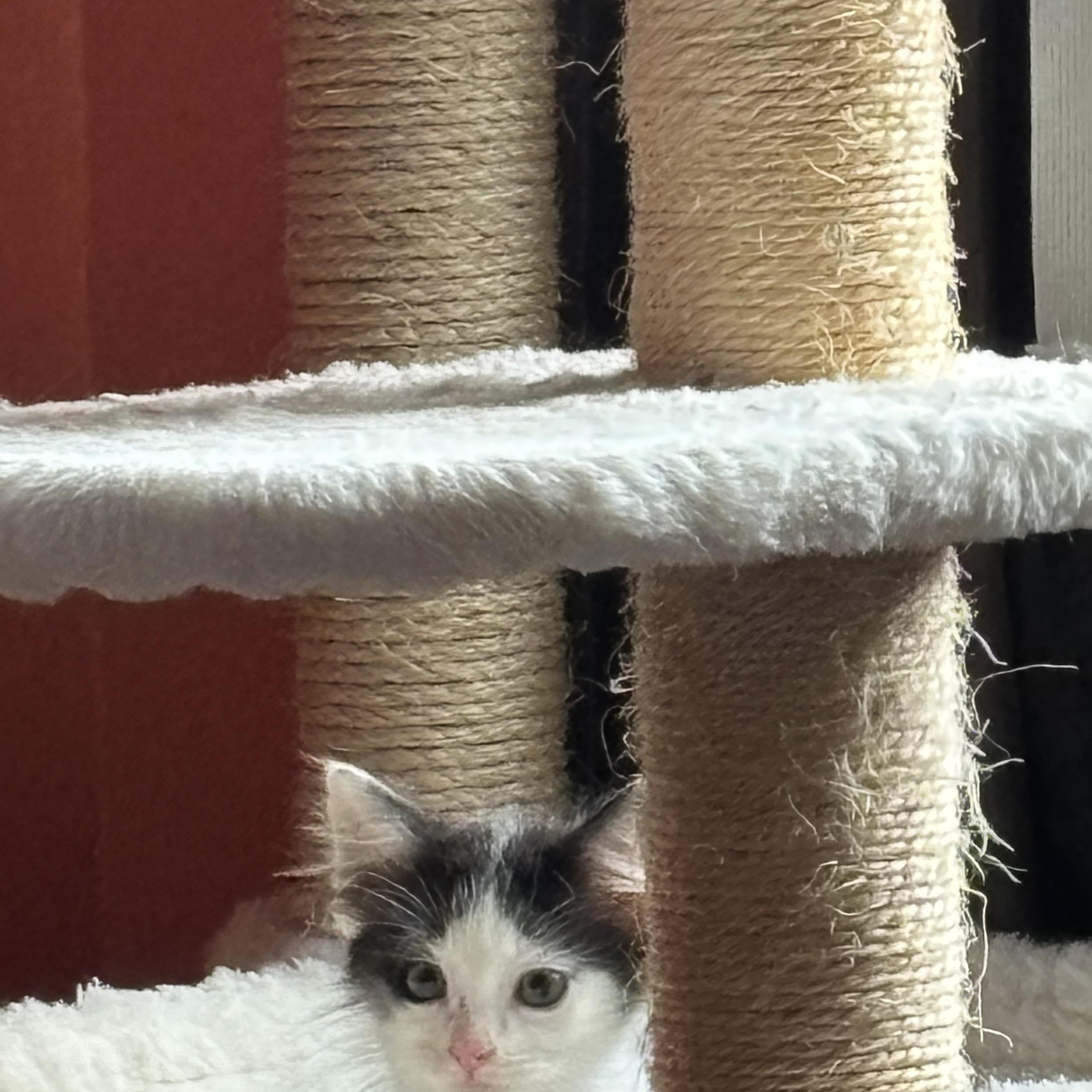 Azeala, a Adoptable Domestic Medium Hair in Charlotte, NC image 2/5
