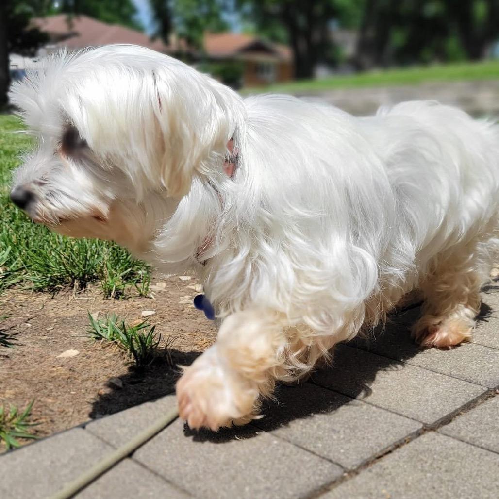Elizabeth Taylor, a Adoptable Maltese in St. Charles, IL image 1/6