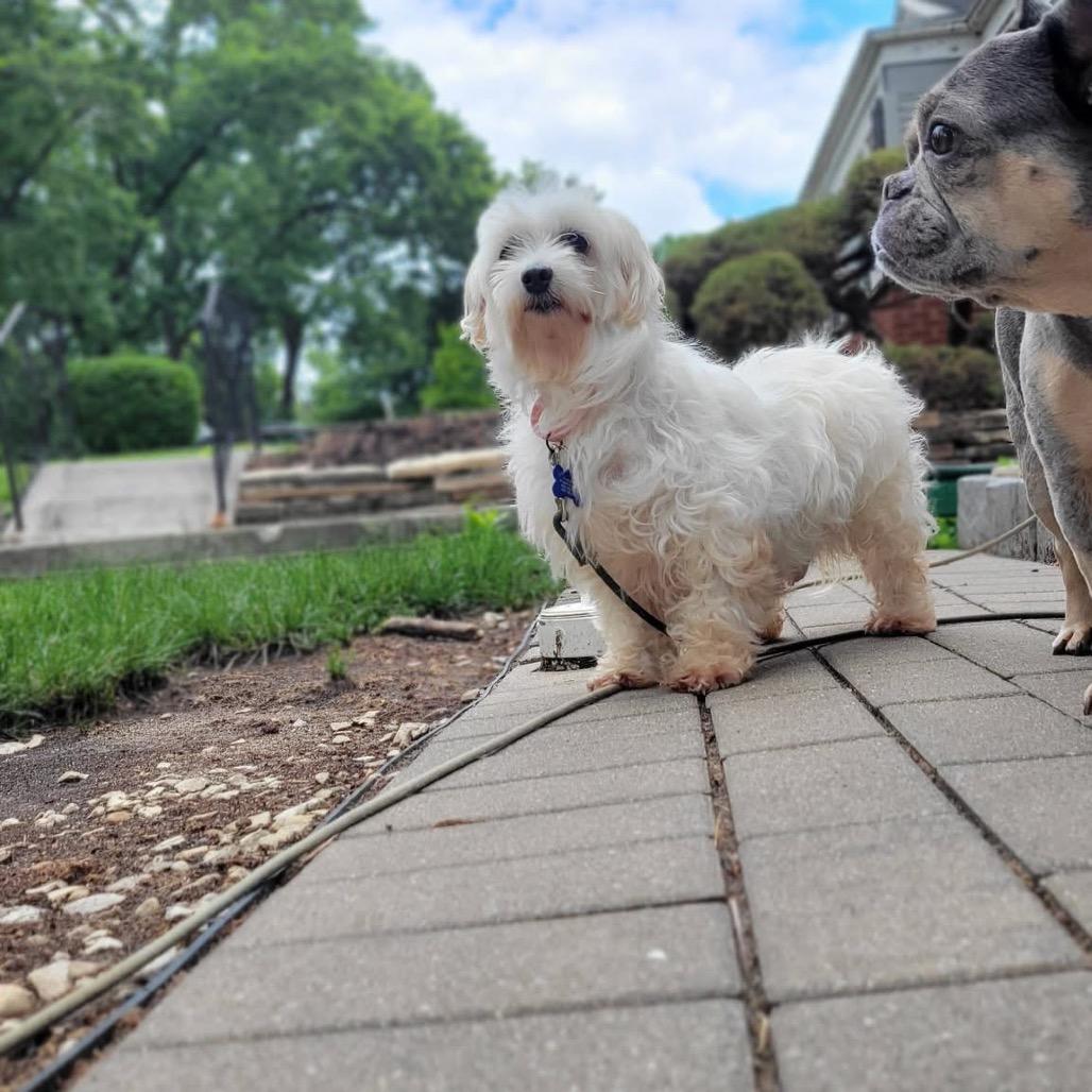 Elizabeth Taylor, a Adoptable Maltese in St. Charles, IL image 2/6