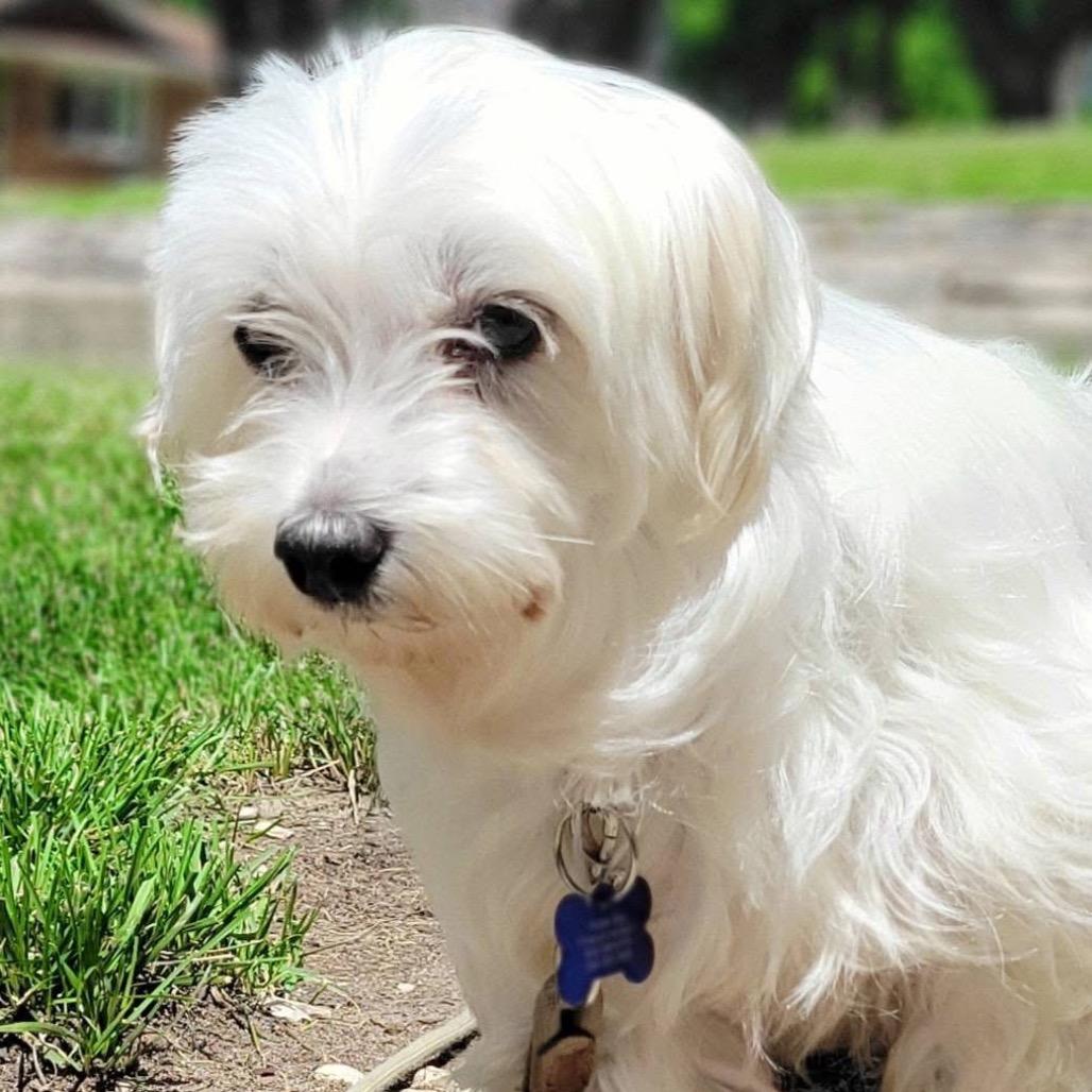 Elizabeth Taylor, a Adoptable Maltese in St. Charles, IL image 3/6