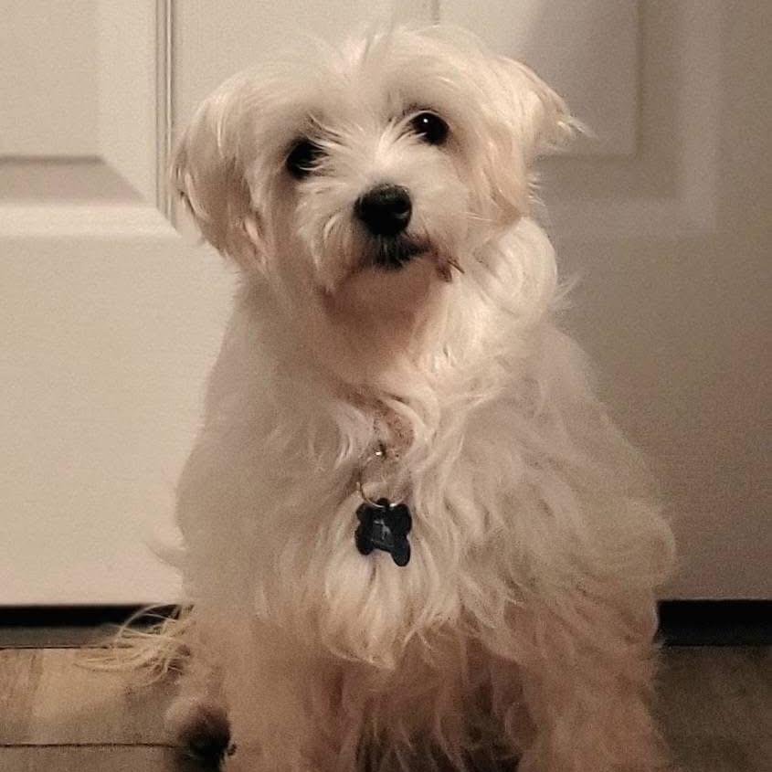 Elizabeth Taylor, a Adoptable Maltese in St. Charles, IL image 4/6