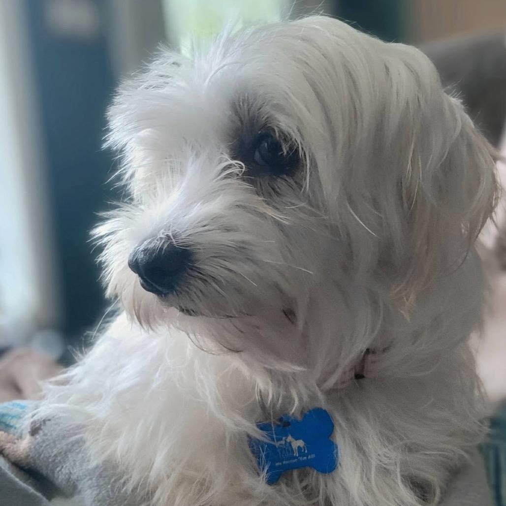 Elizabeth Taylor, a Adoptable Maltese in St. Charles, IL image 5/6