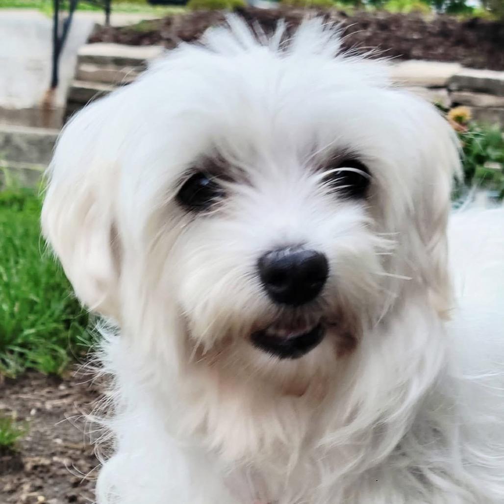Elizabeth Taylor, a Adoptable Maltese in St. Charles, IL image 6/6